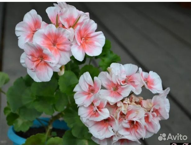 Пеларгония герань розебудная