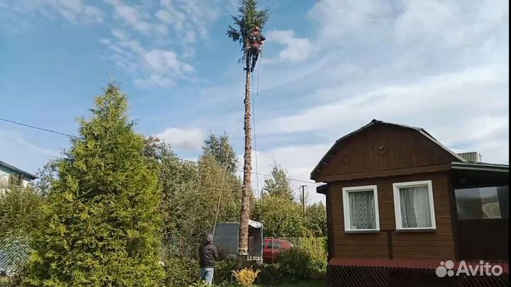 Спил деревьев