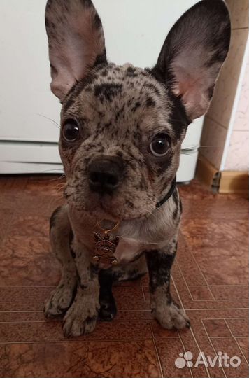 Адресники для собак