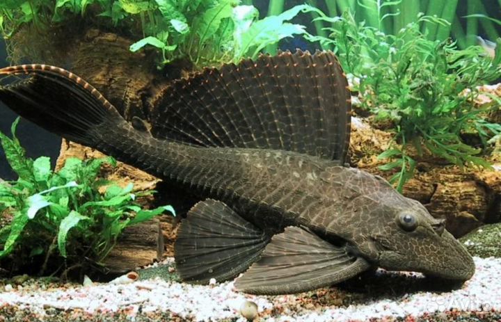 Сом птеригоплихт парчовый. 30 см