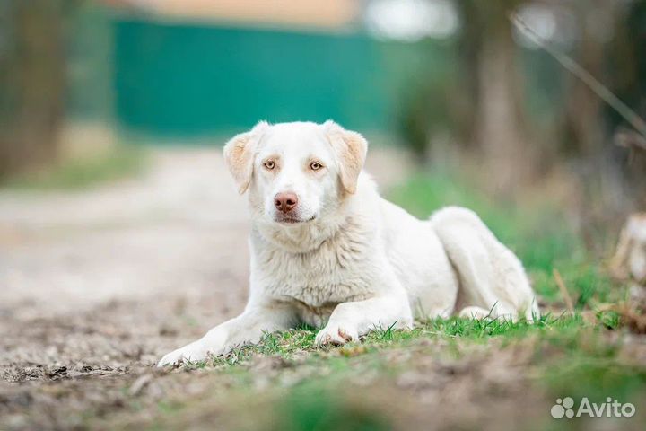 Собака девочка метис лабрадора в добрые руки
