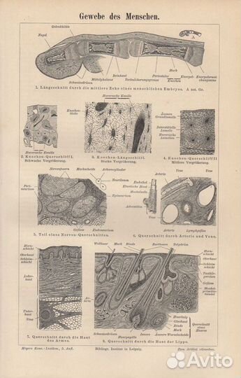 Гравюра. Германия. 19 век.Строение тканей, клеток