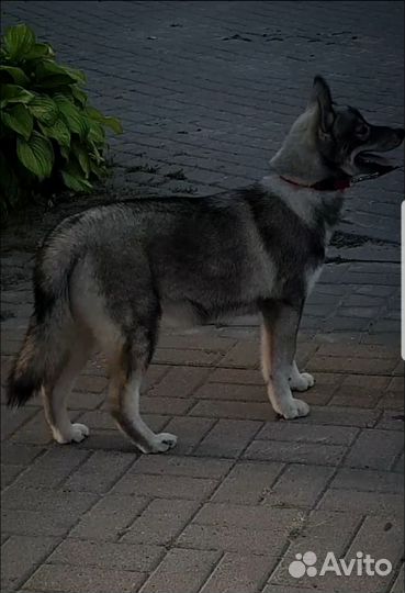 Хаски, щенок девочка, окрас агути