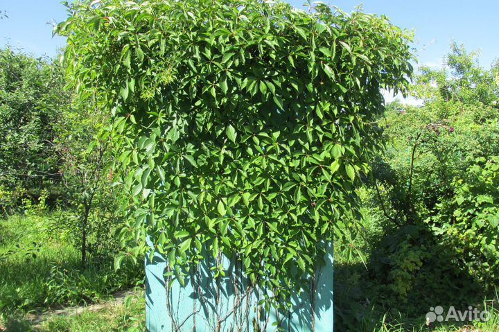 Корневые отводы винограда девичьего на присосках