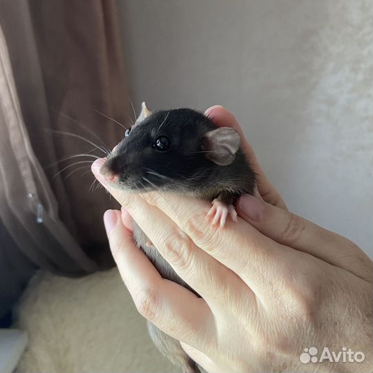 Крысята дамбо