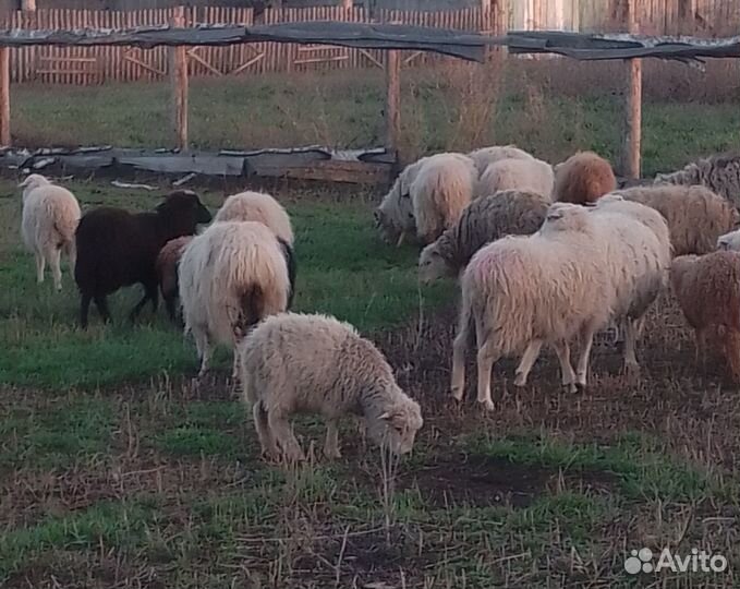 Продам овец, баран