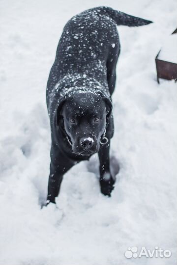 Вязка. не продаётся
