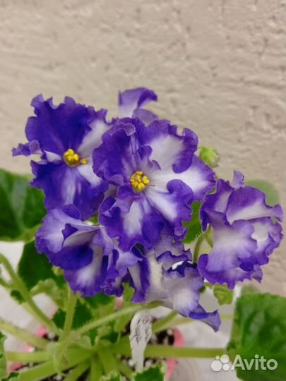 Фиалки свежий срез