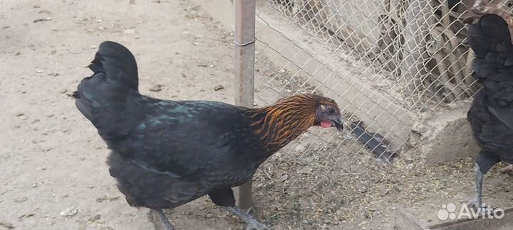 Куры и петушки австролорп