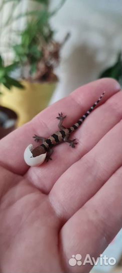 Геккон полупалый триедурус Hemidactylus triedurus