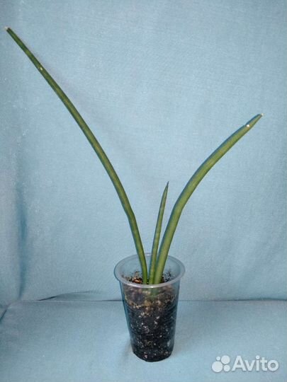 Сансивиерии сортовые