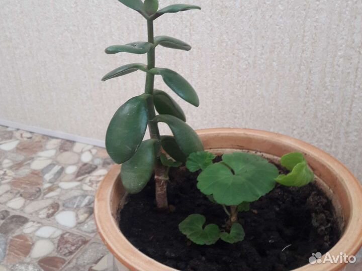 Денежное дерево или Толстянка