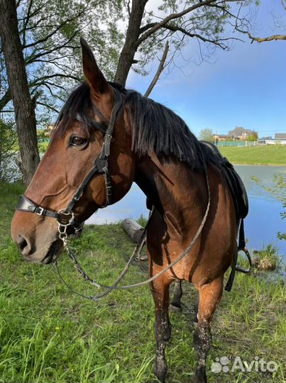 Лошадь в аренду