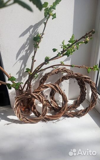 Венок из лозы