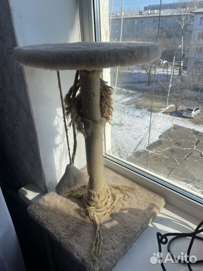 Когтеточка