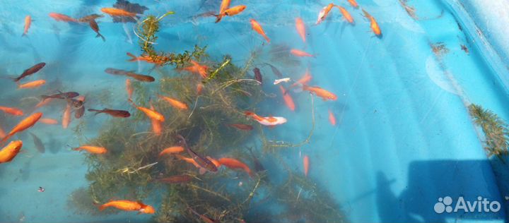 Рыбки комета