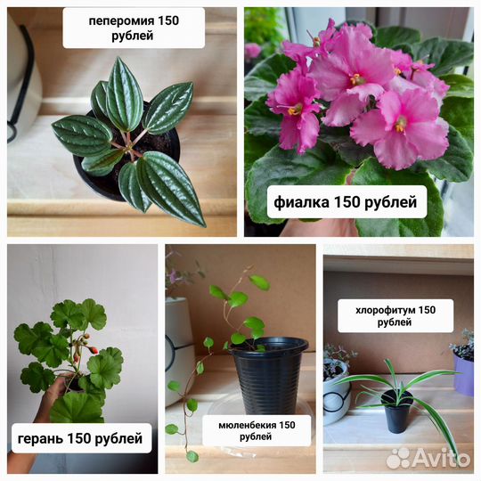 Фиалка, герань, хлорофитум, пеперомия, лилейник