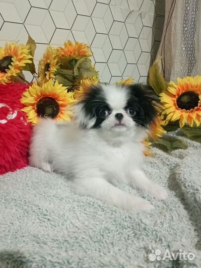 Щенки японский хин