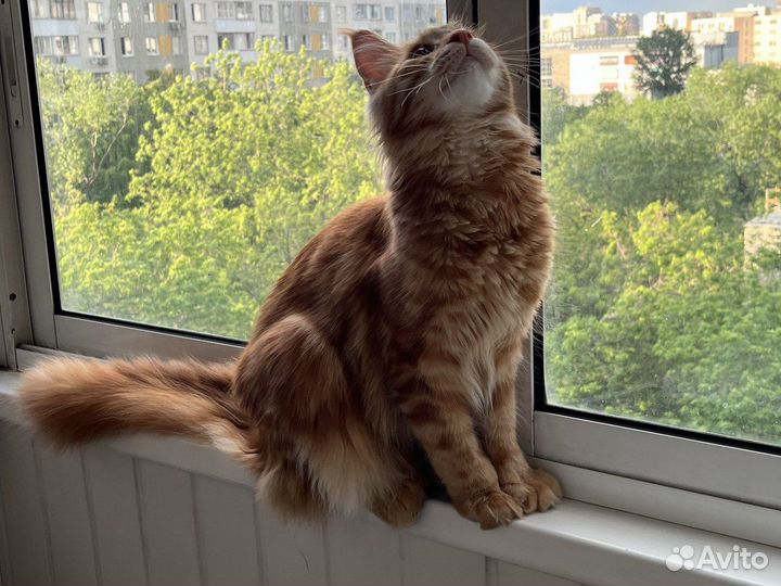 Кот мейн-кун вязка