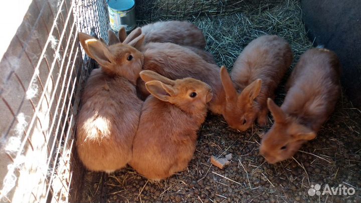 Кролики породы бургундские