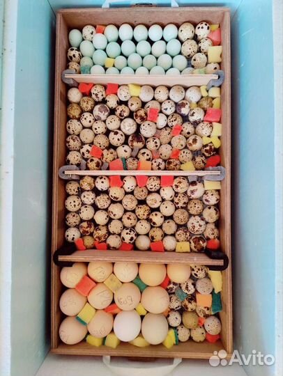 Яйца перепелиные инкубационные