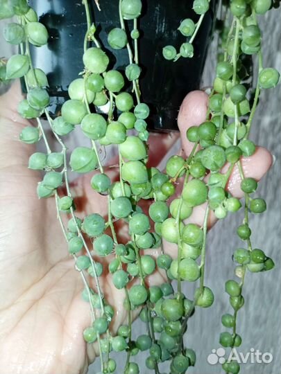 Крестовник роули