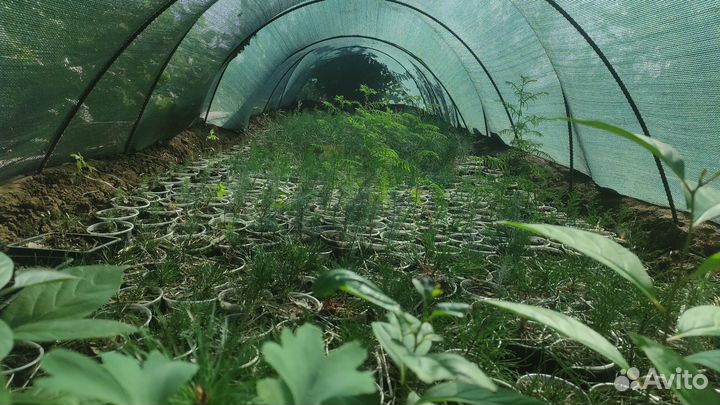 Хвойные и лиственные растения