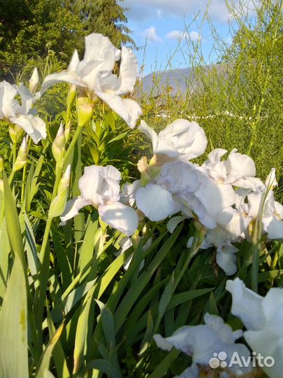 Ирисы бородатые сортовые