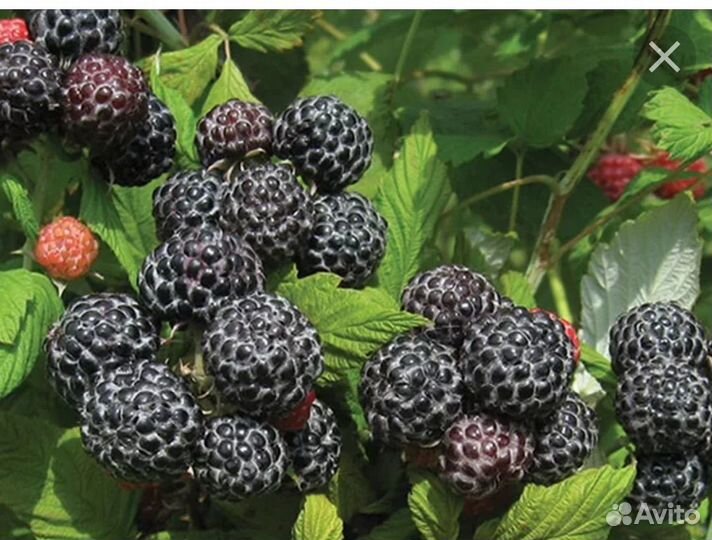 Саженцы ежемалины Кумберленд