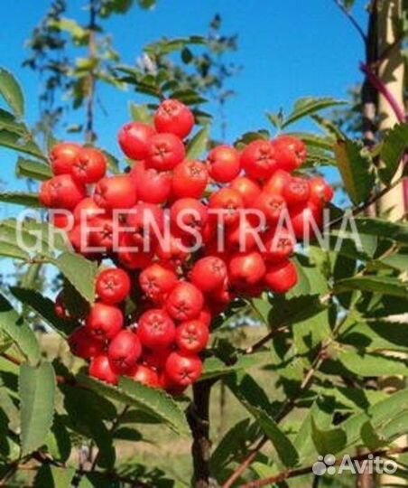 Саженцы Рябина обыкновенная Россика Майор