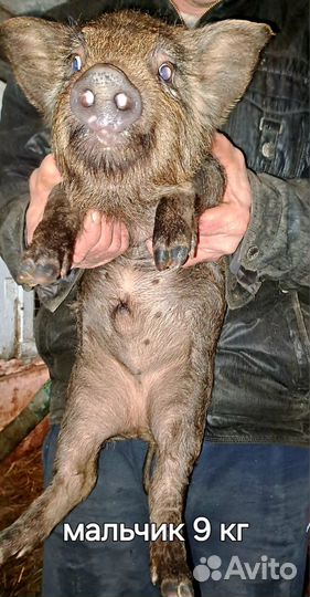 Вьетнамские поросята