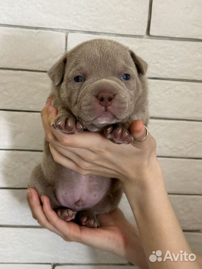 Щенки питбуля