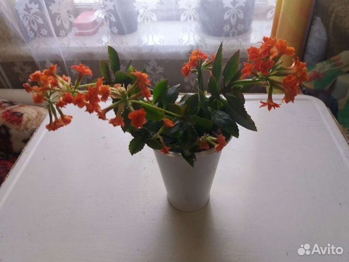 Каланхоэ цветущее Блоссфельда