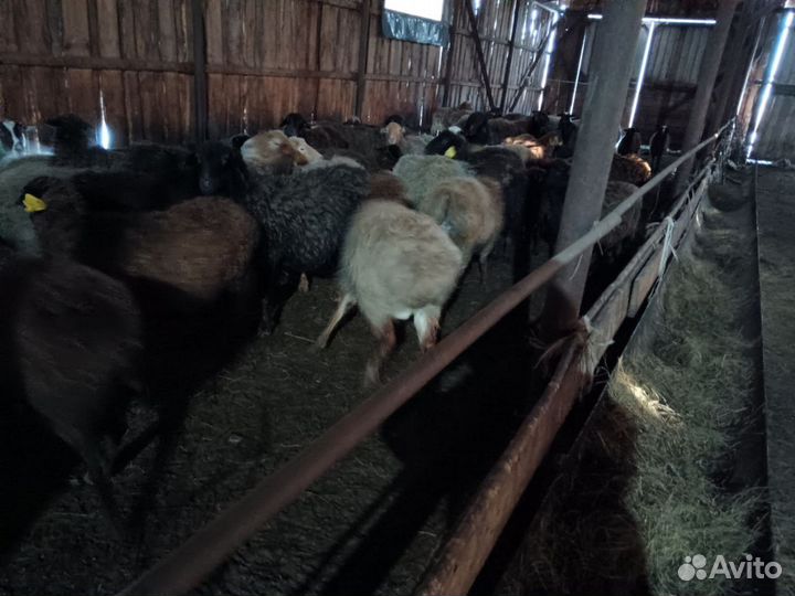 Бараны, ярки, овцы, ягнята, мододняк