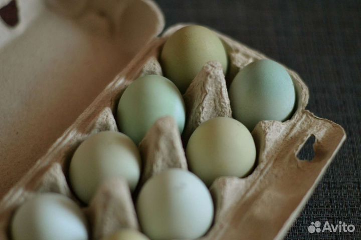 Яйцо домашнее