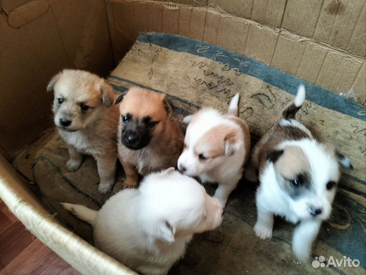 Щенки