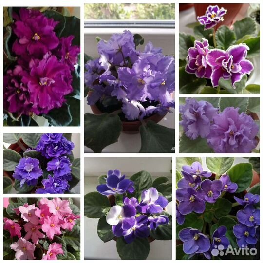 Фиалка (детки фиалки)