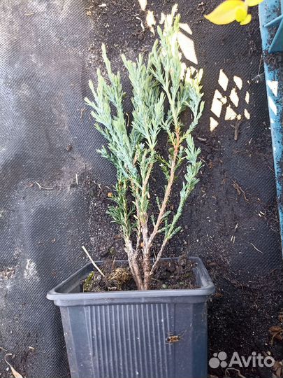 Можжевельник скальный скайрокет