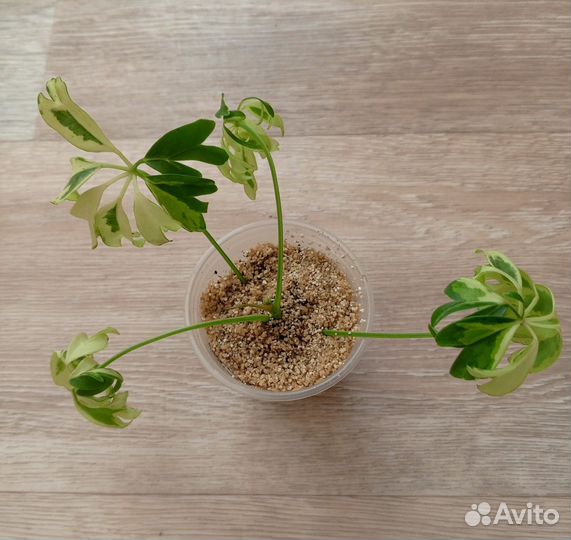 Комнатные цветы. Шеффлера Janine var