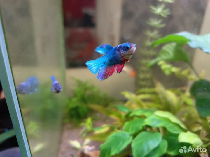 Рыбка петушок самка