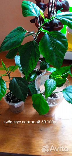 Цветы домашние продажа