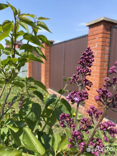 Сирень махровая