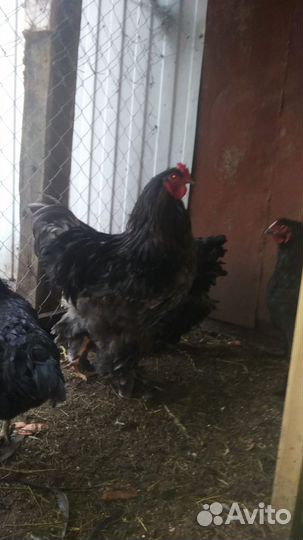 Петух кохинхин