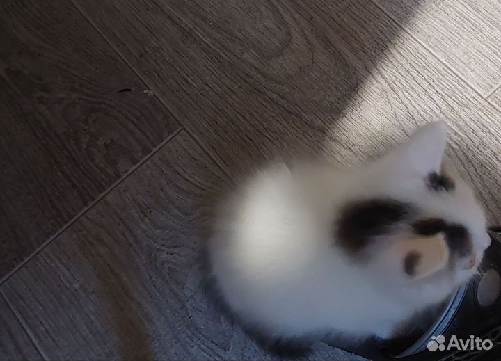 Котята