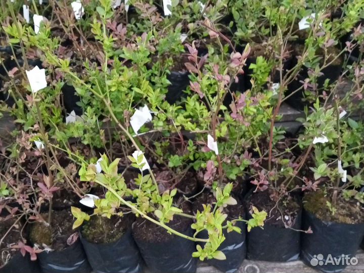 Саженцы голубики 2,3года