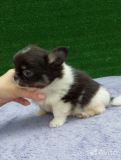Чихуахуа мальчик длинношерстный