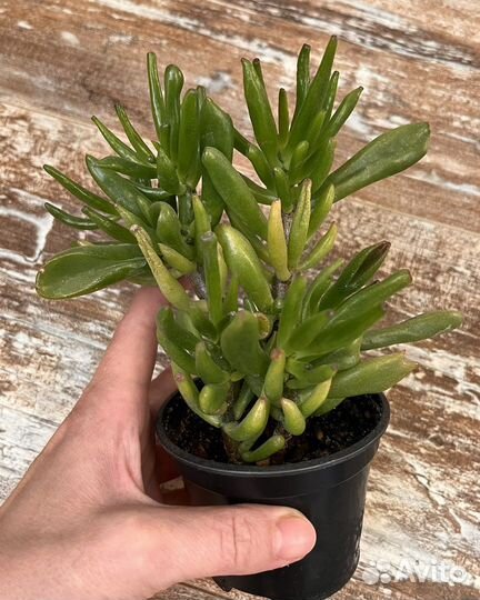 Красула хоббит