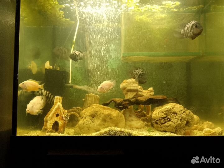 Рыба