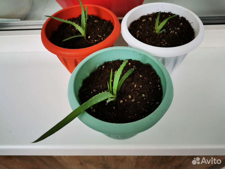 Алоэ, молодые растения