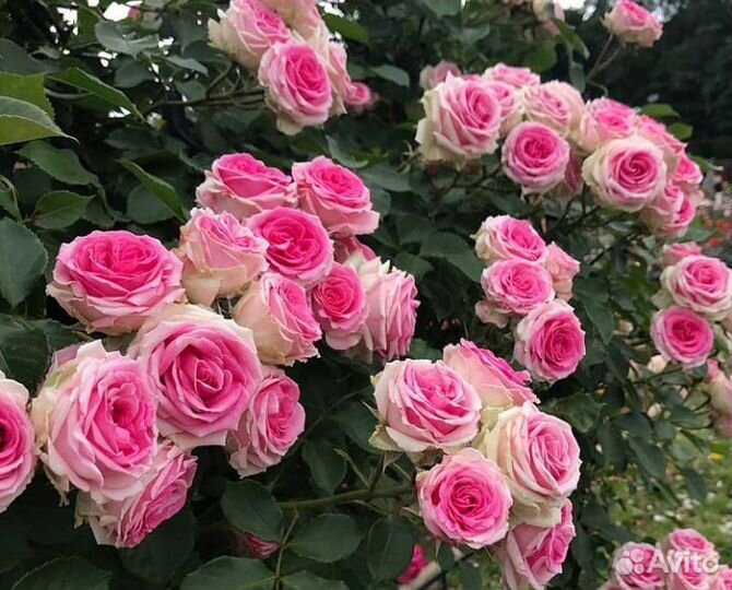 Саженцы розы бордюрной Мими Эден